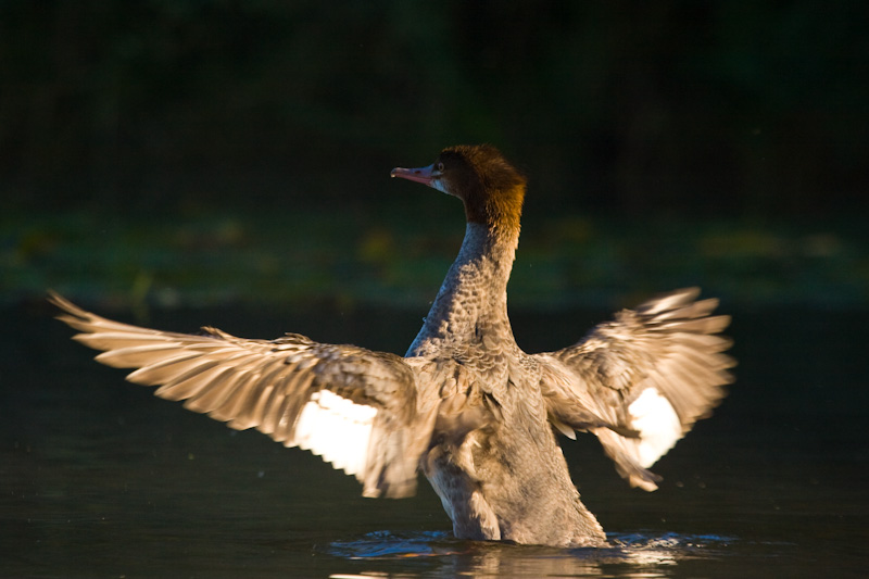 Common Merganser